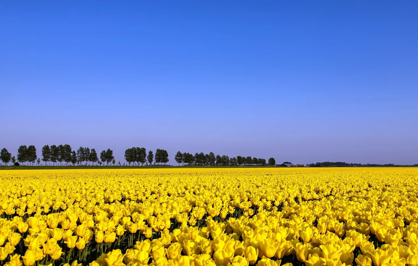 Фото обои поле, лето, тюльпаны