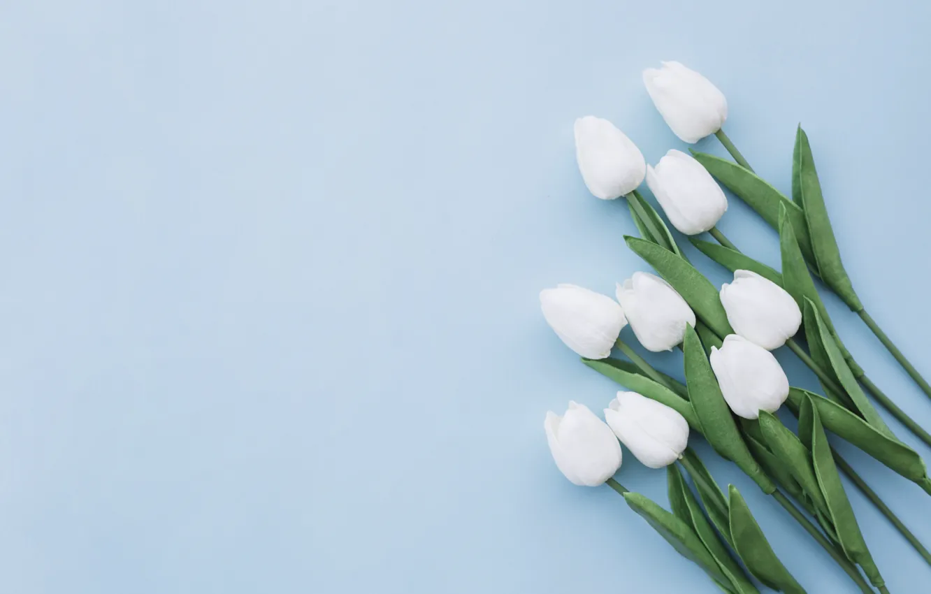 Фото обои цветы, фон, букет, тюльпаны
