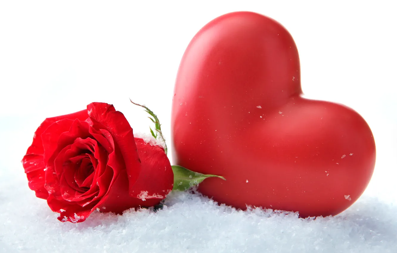 Фото обои цветок, снег, крупный план, сердце, роза, белый фон, красная, боке