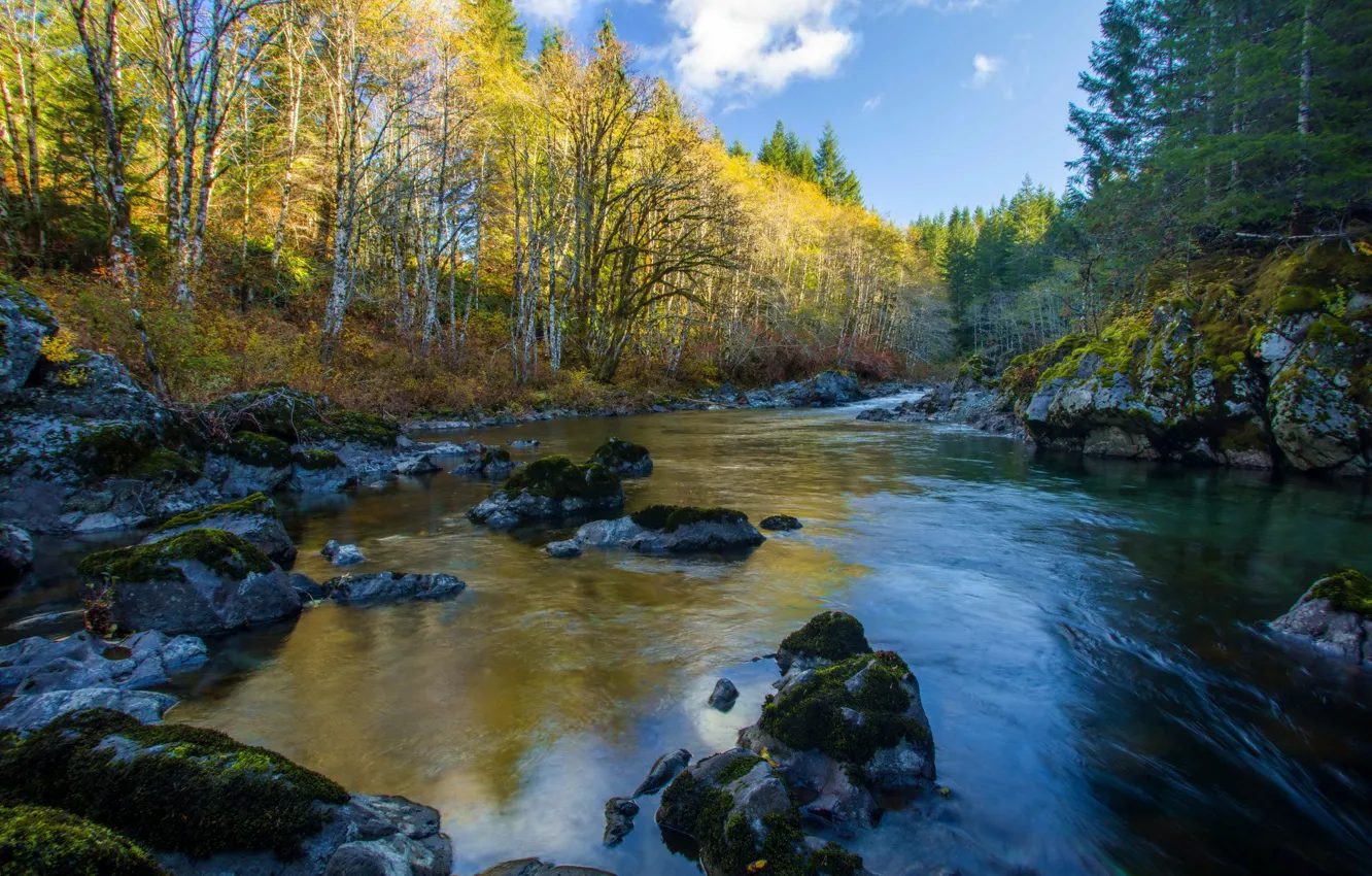 Фото обои осень, лес, река, камни, Канада, Gordon River