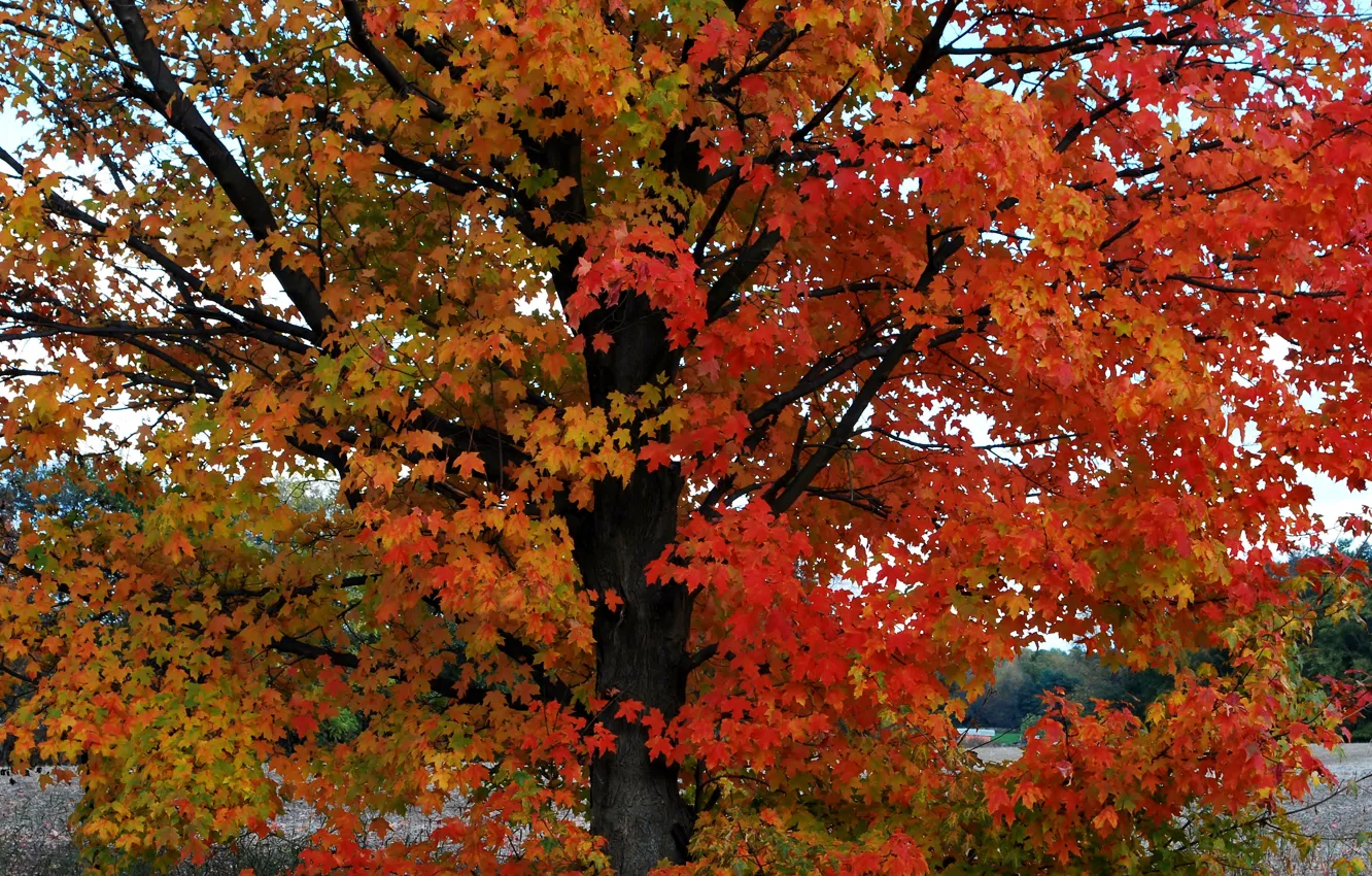 Фото обои листья, дерево, colors, Осень, autumn, leaves, tree, fall