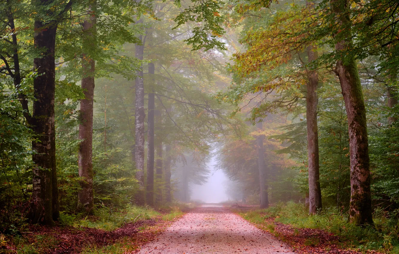 Фото обои дорога, осень, лес, туман, аллея