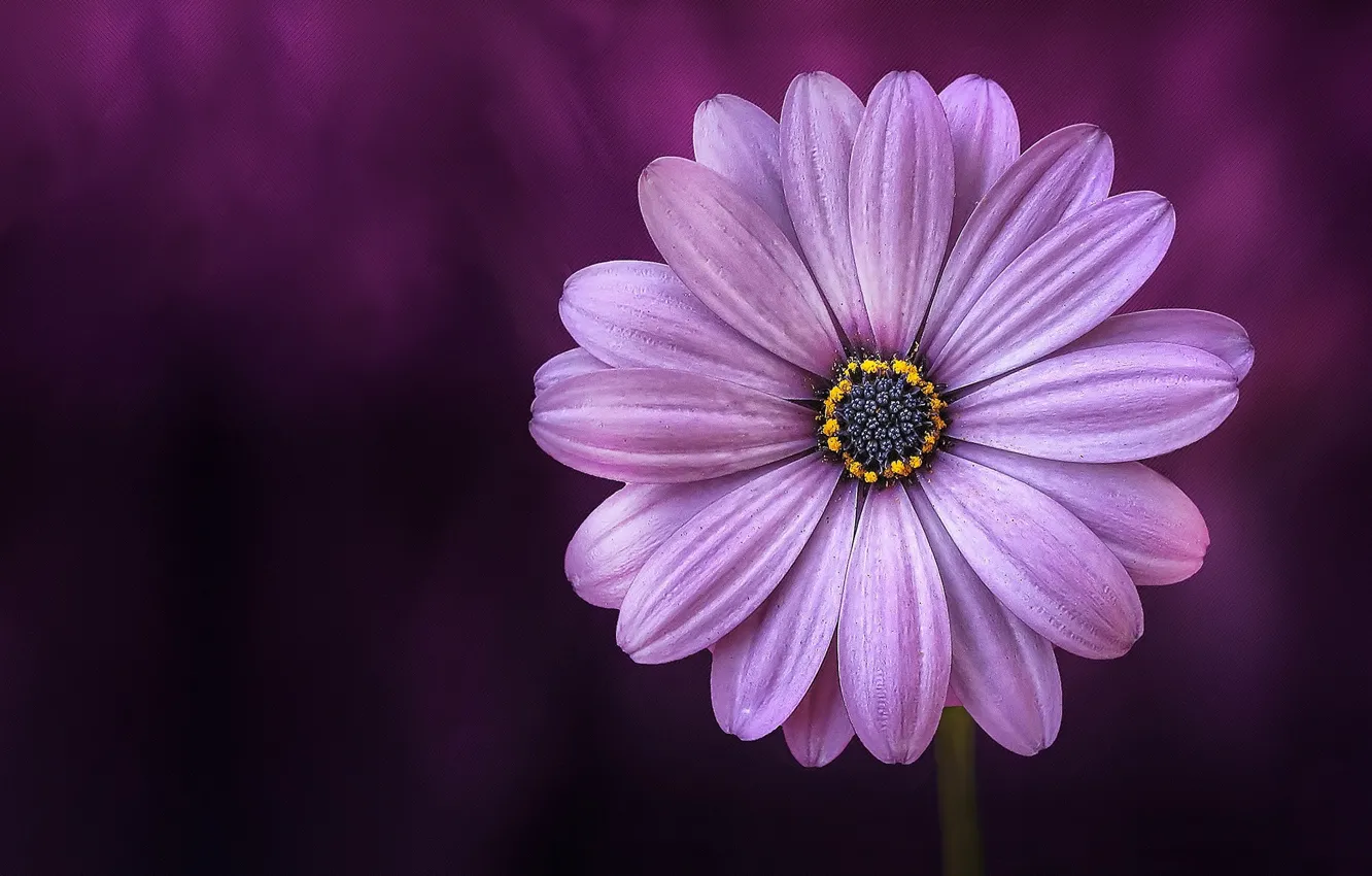 Фото обои Цвет, Цветок, Растение, Растения, Flower, Flowers, Color, Flora