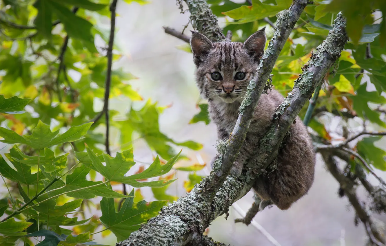 Фото обои деревья, ветки, рысь, рысёнок