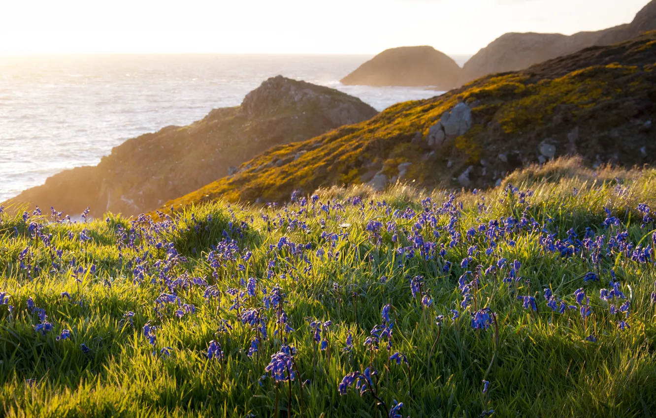 Фото обои цветы, природа, океан, скалы, берег, паляна