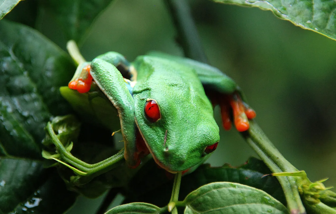 Фото обои глаза, листья, лягушка, красные, зеленая