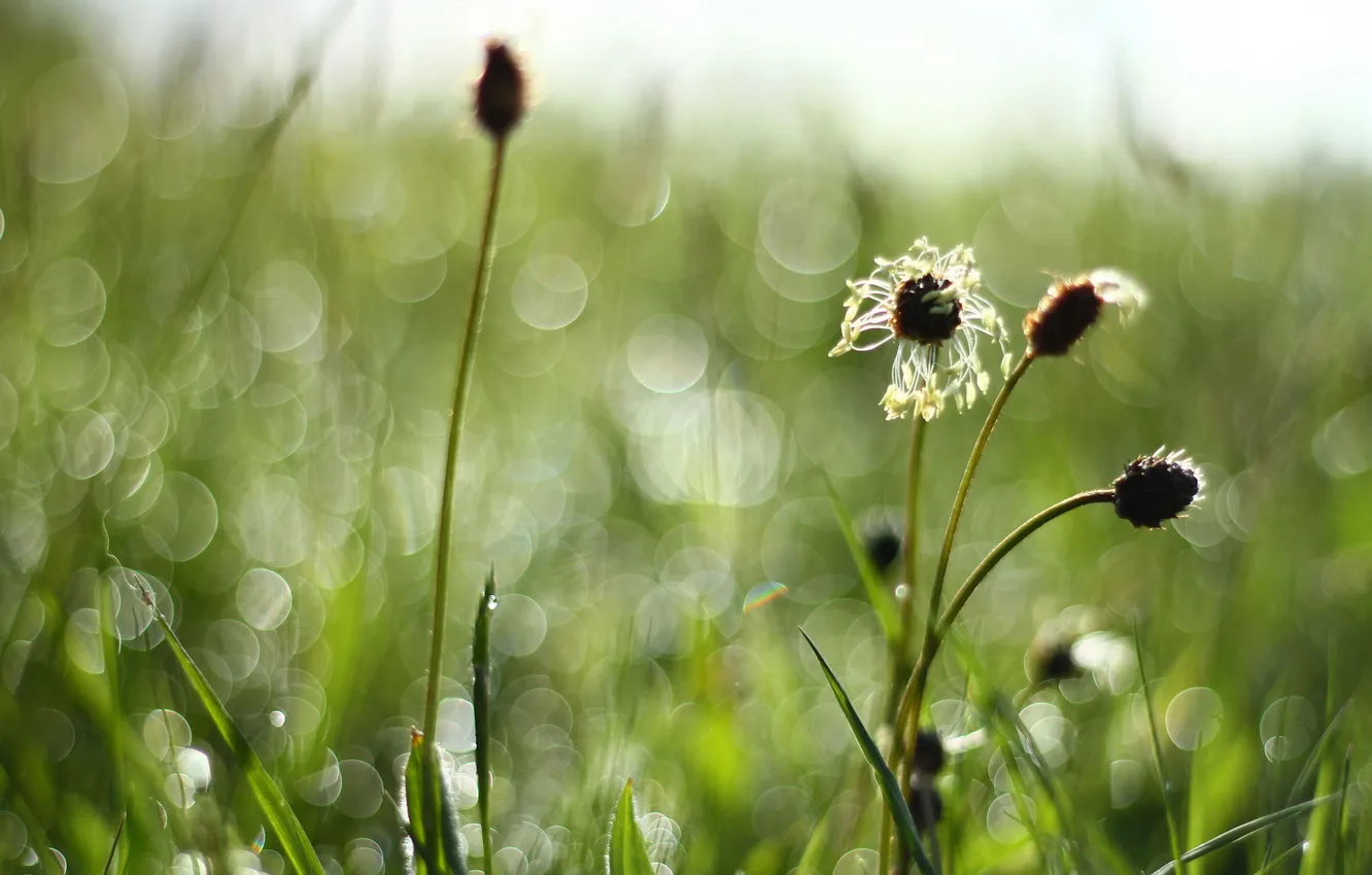 Фото обои трава, макро, природа