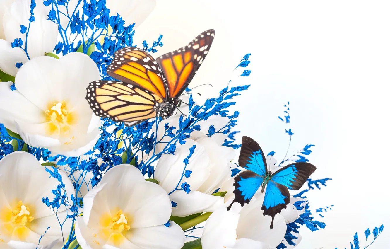 Фото обои цветы, коллаж, бабочка, крылья, лепестки, тюльпаны