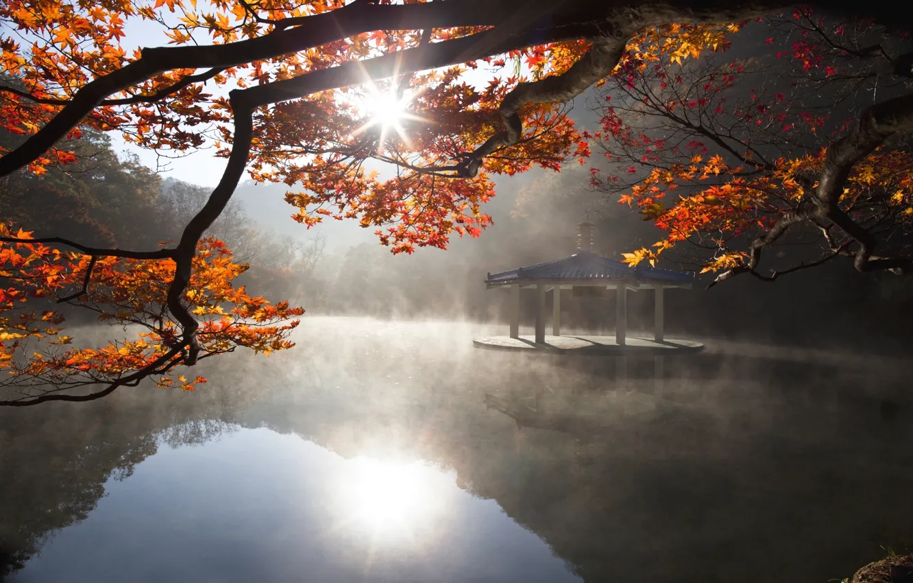 Фото обои осень, листья, вода, солнце, свет, природа, озеро, дерево
