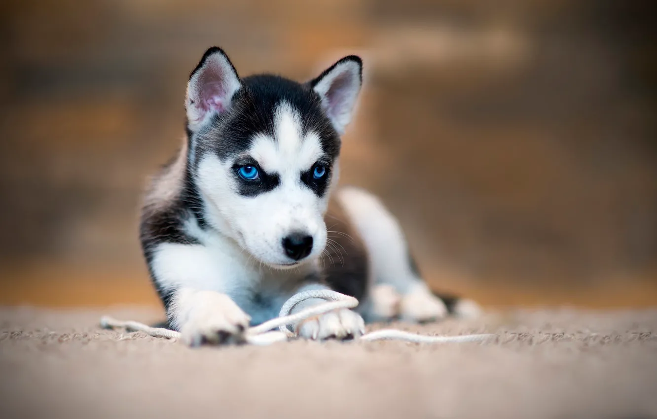 Фото обои фон, собака, щенок, голубые глаза, мордашка, верёвка, хаски