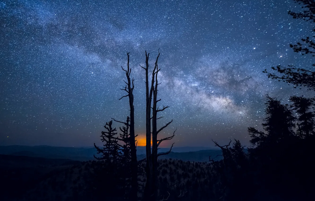 Фото обои деревья, природа, млечный путь, ночь звезды