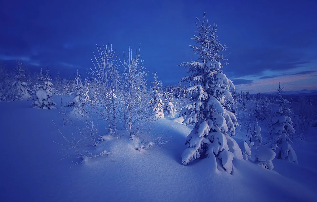 Фото обои зима, снег, деревья, природа, вечер, ели, Норвегия