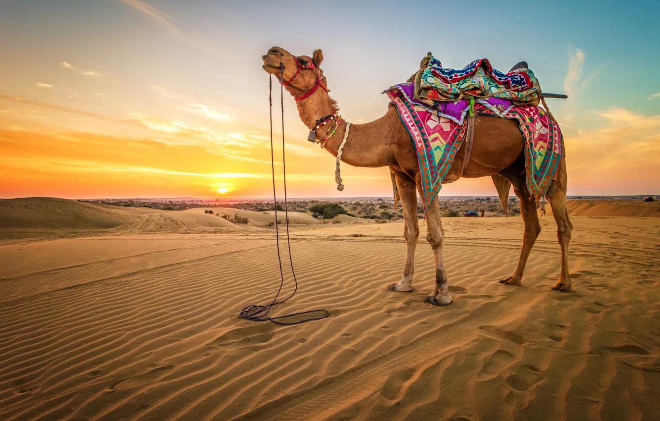 Фото обои песок, небо, солнце, пейзаж, пустыня, горизонт, верблюд