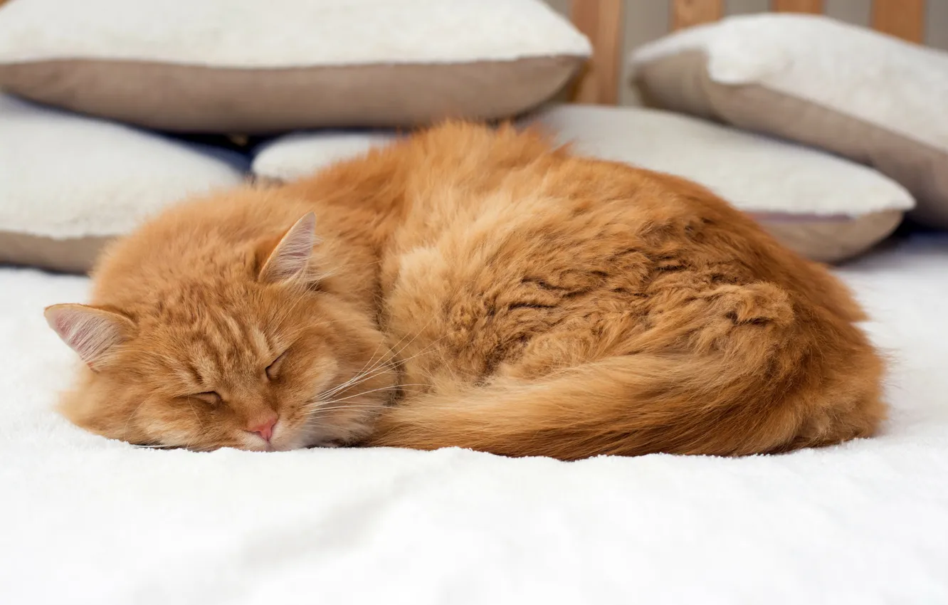 Фото обои кошка, кот, подушки, рыжий, спит, постель, лежит, боке