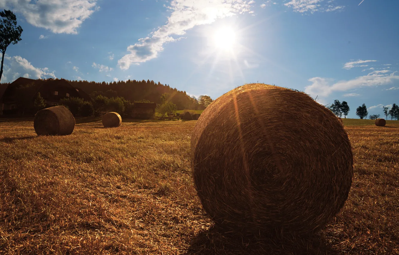 Фото обои поле, сено, кипа