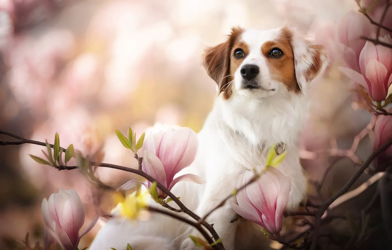 Фото обои взгляд, морда, ветки, собака, цветки, боке, магнолия