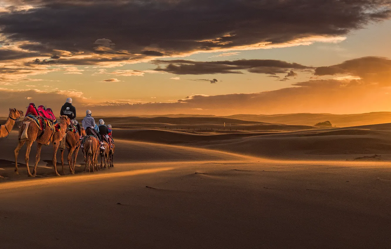 Фото обои песок, закат, Австралия, дюны, панорама, верблюды, караван, Australia