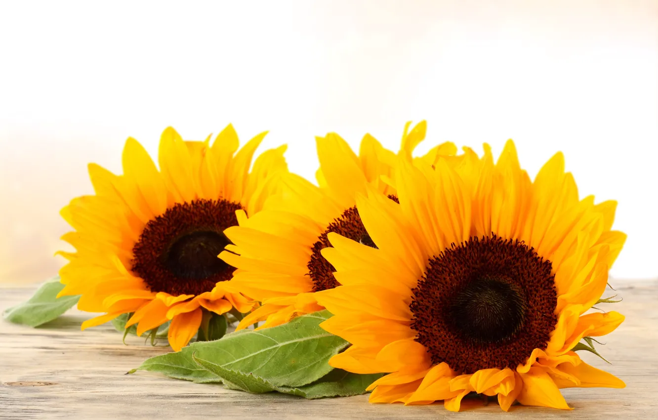 Фото обои цветы, жёлтый, подсолнух, gold, золотистый, yellow, подсолнечник, flowers