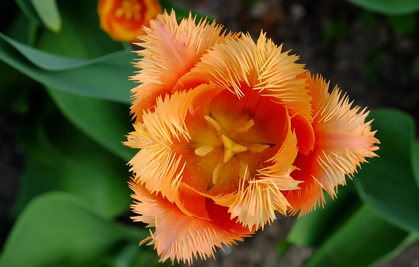 Фото обои макро, оранжевый, тюльпан, лепестки