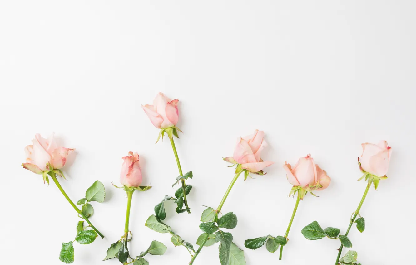 Фото обои цветы, розы, Pink, бутоны, roses
