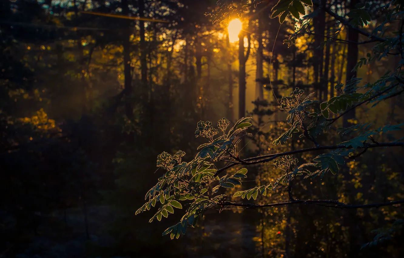 Фото обои лес, солнце, ветка, утро