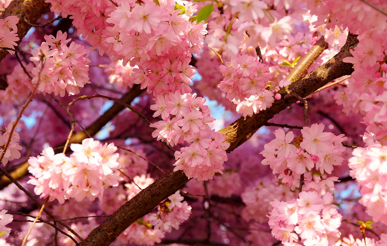 Фото обои небо, вишня, дерево, весна, лепестки, цветение