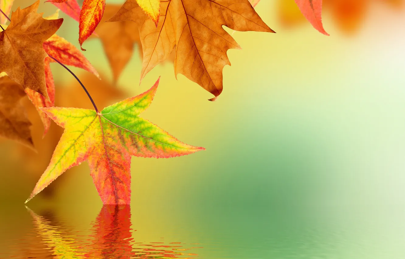 Фото обои осень, листья, вода, отражение, блюр