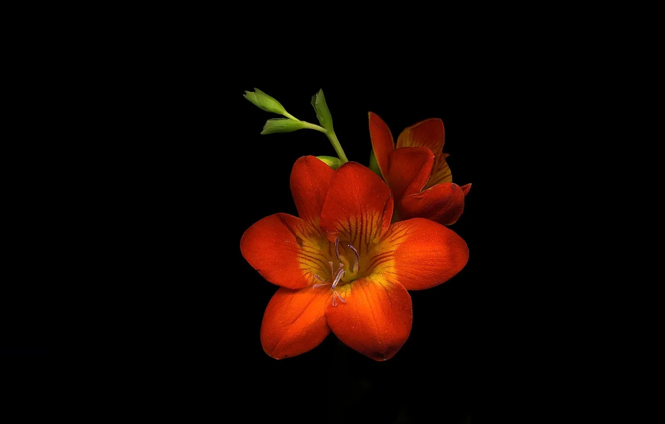 Фото обои цветок, свет, фон, тень, лепестки