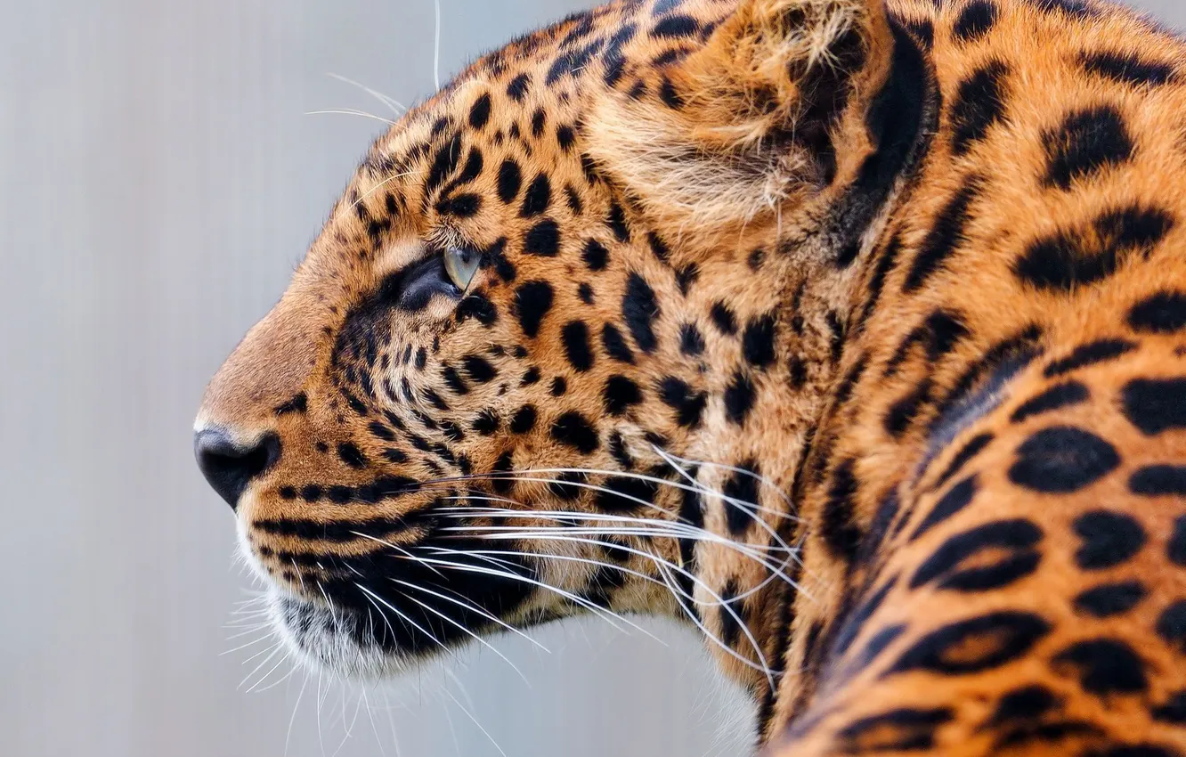 Фото обои морда, хищник, леопард, профиль