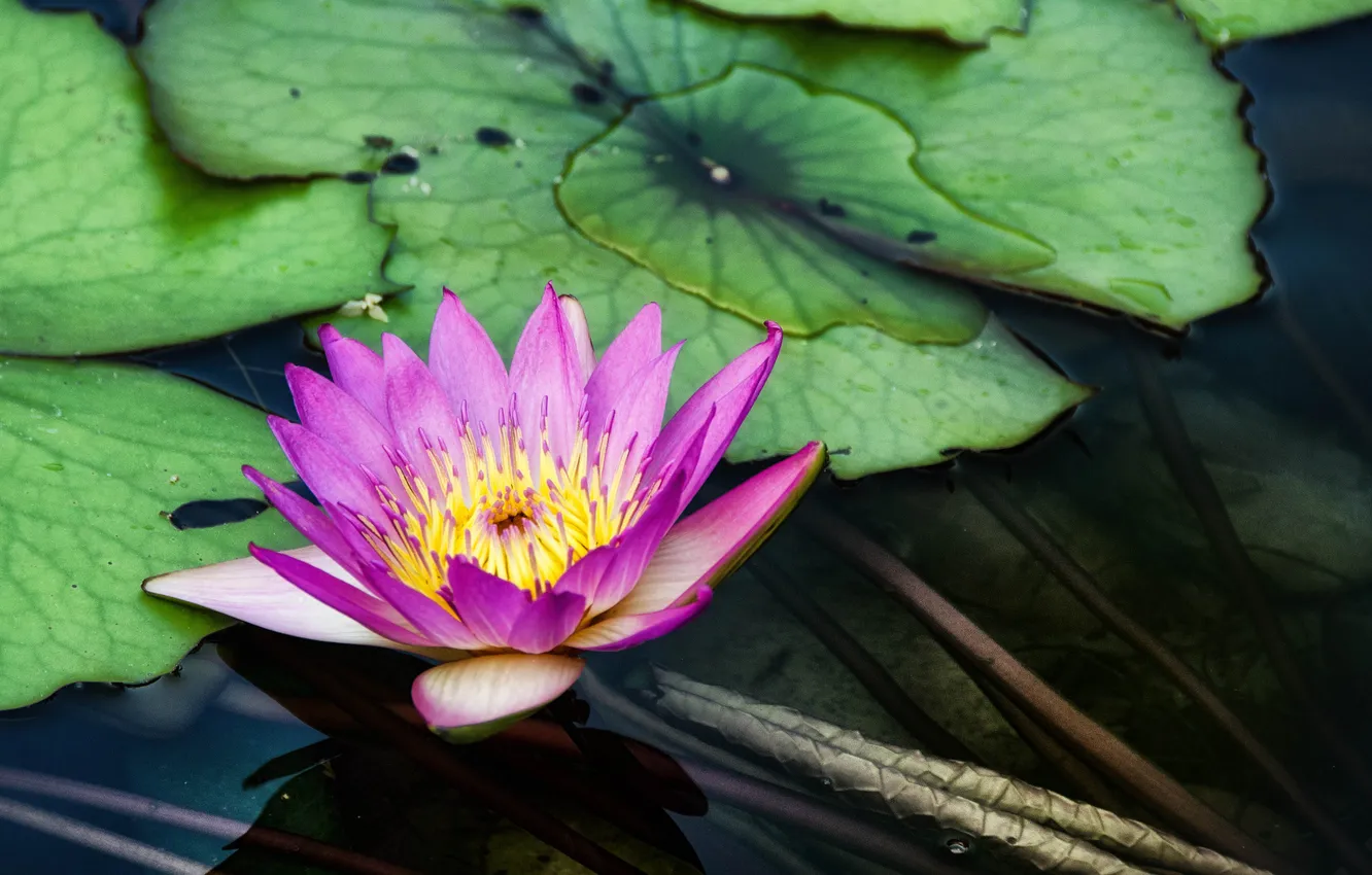 Фото обои цветок, пруд, лилия, водяная, Chi Lin Nunnery, Diamond Hill, Water Lilies