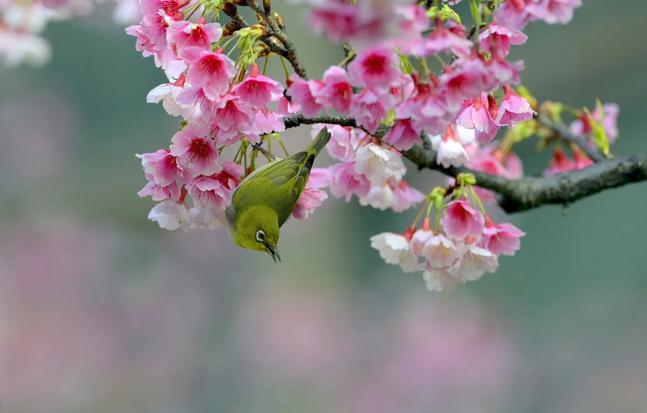 Фото обои вишня, птица, ветка, сакура, цветение, цветки, Японская белоглазка