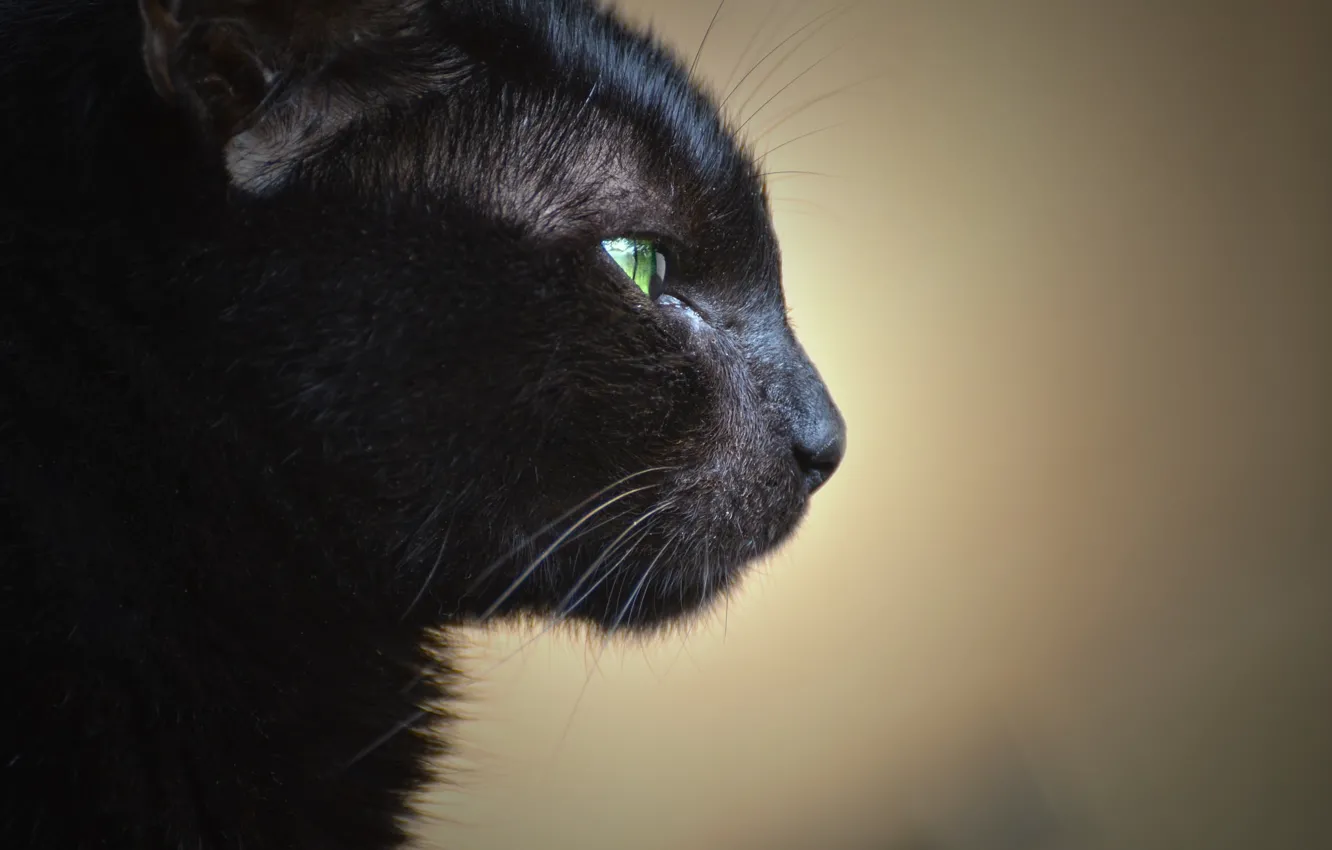 Фото обои мордочка, черный кот, в профиль