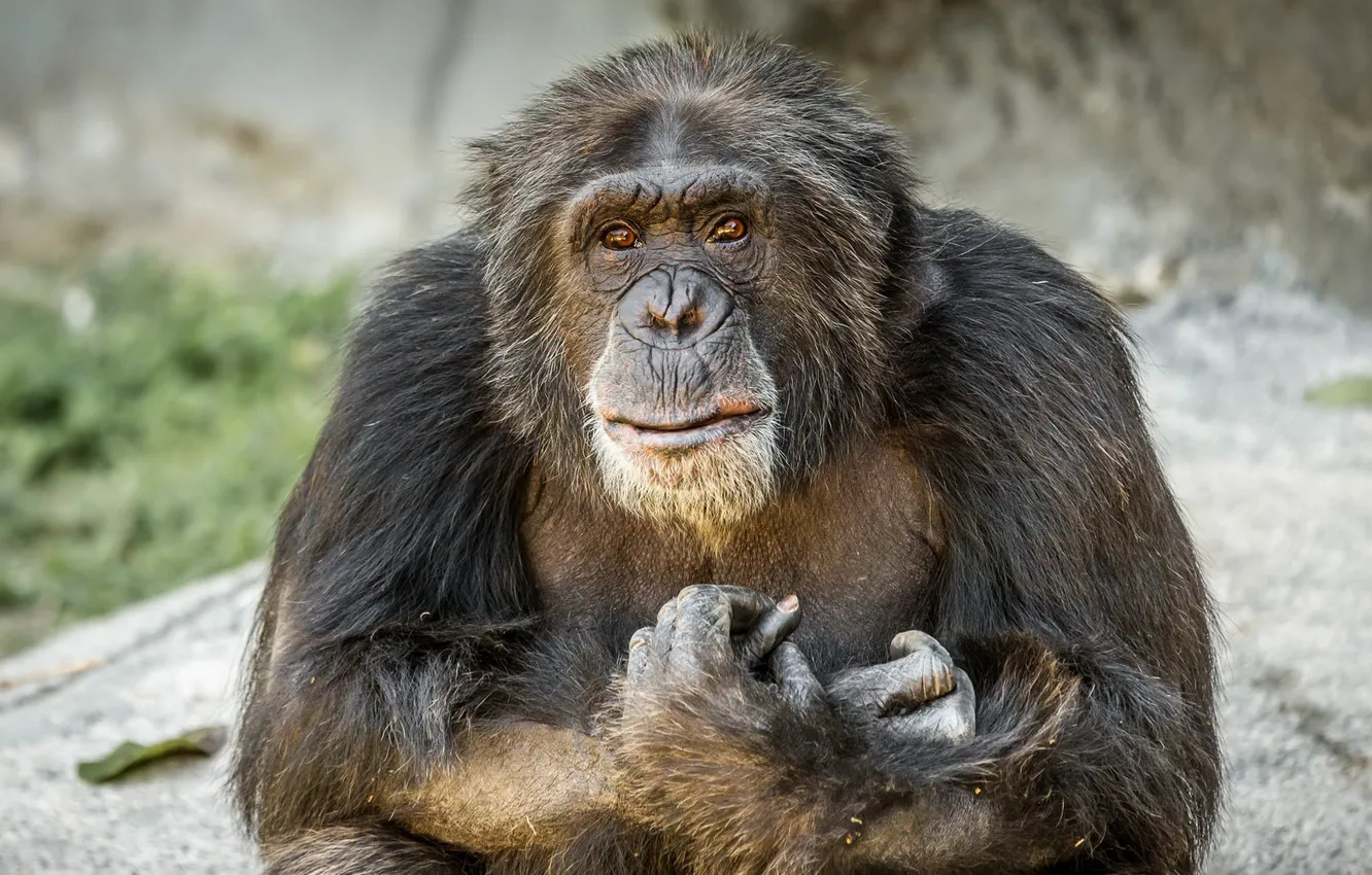 Фото обои взгляд, обезьяна, Chimpanzee