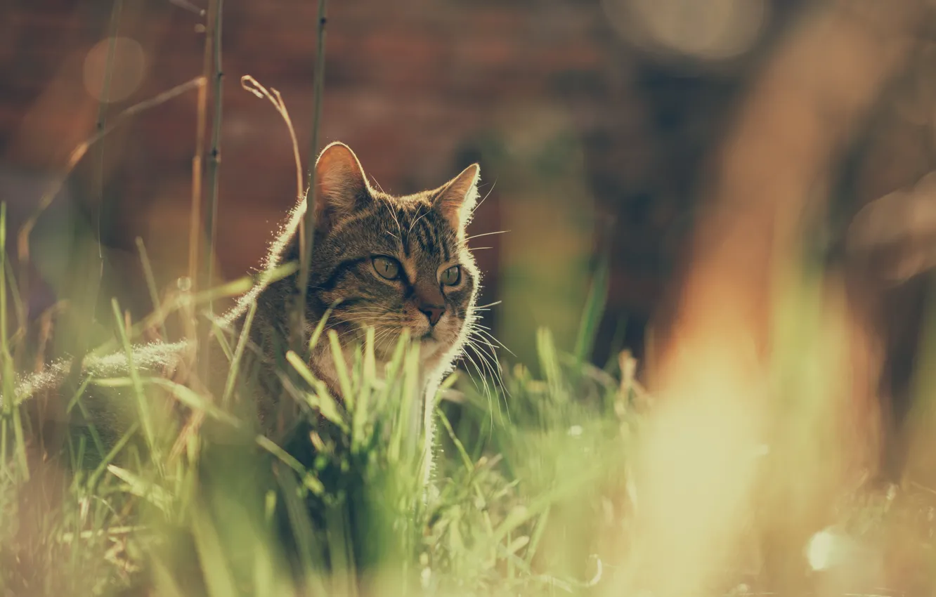 Фото обои кошка, трава, кот, боке, котейка