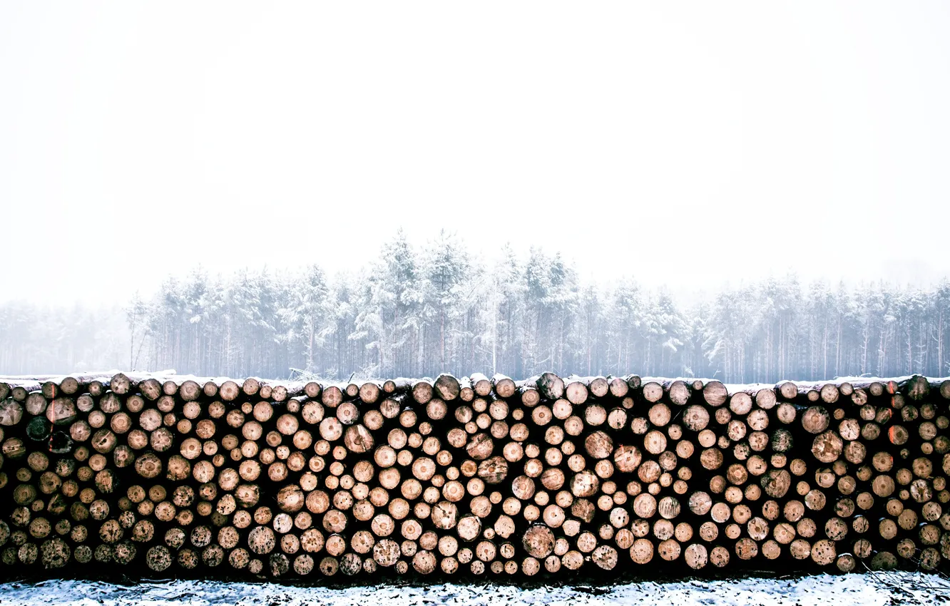 Фото обои зима, лес, бревна, дрова