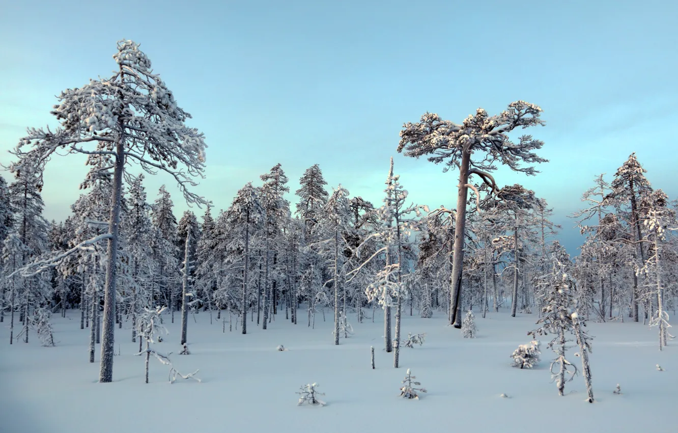 Фото обои зима, лес, снег, природа
