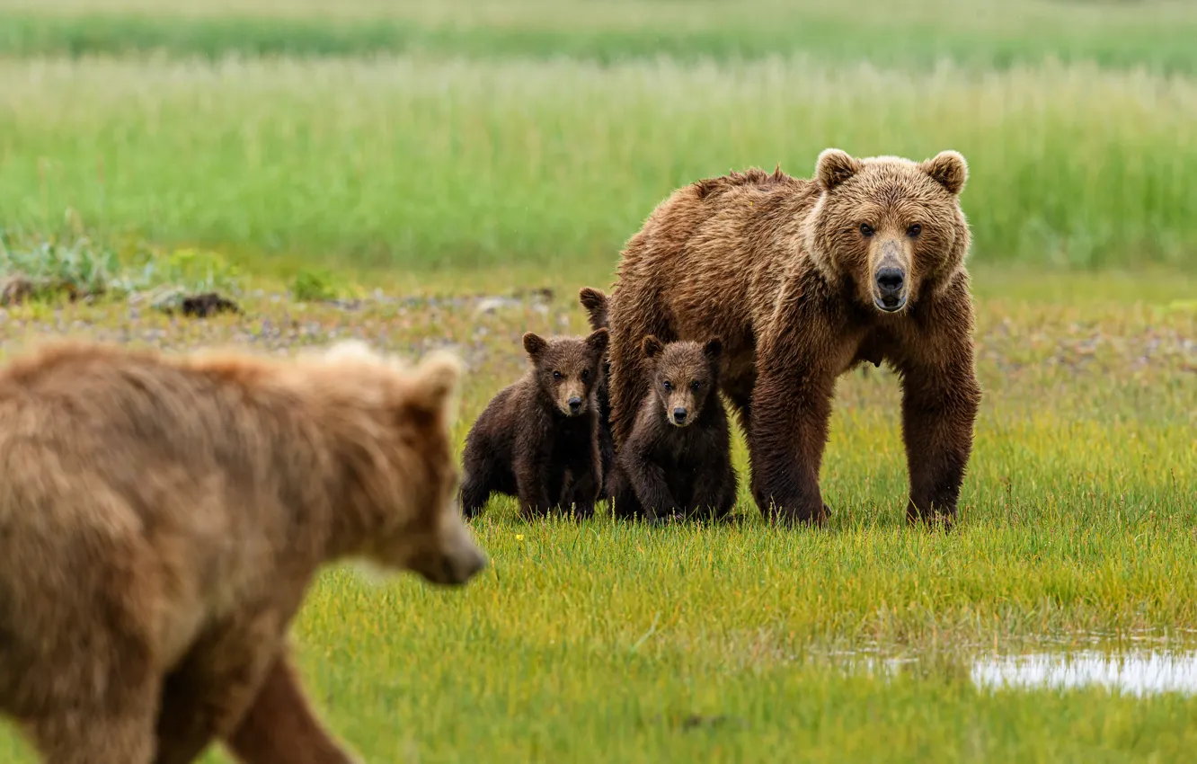 Фото обои поляна, медведь, медведи, малыши, медвежата, медведица