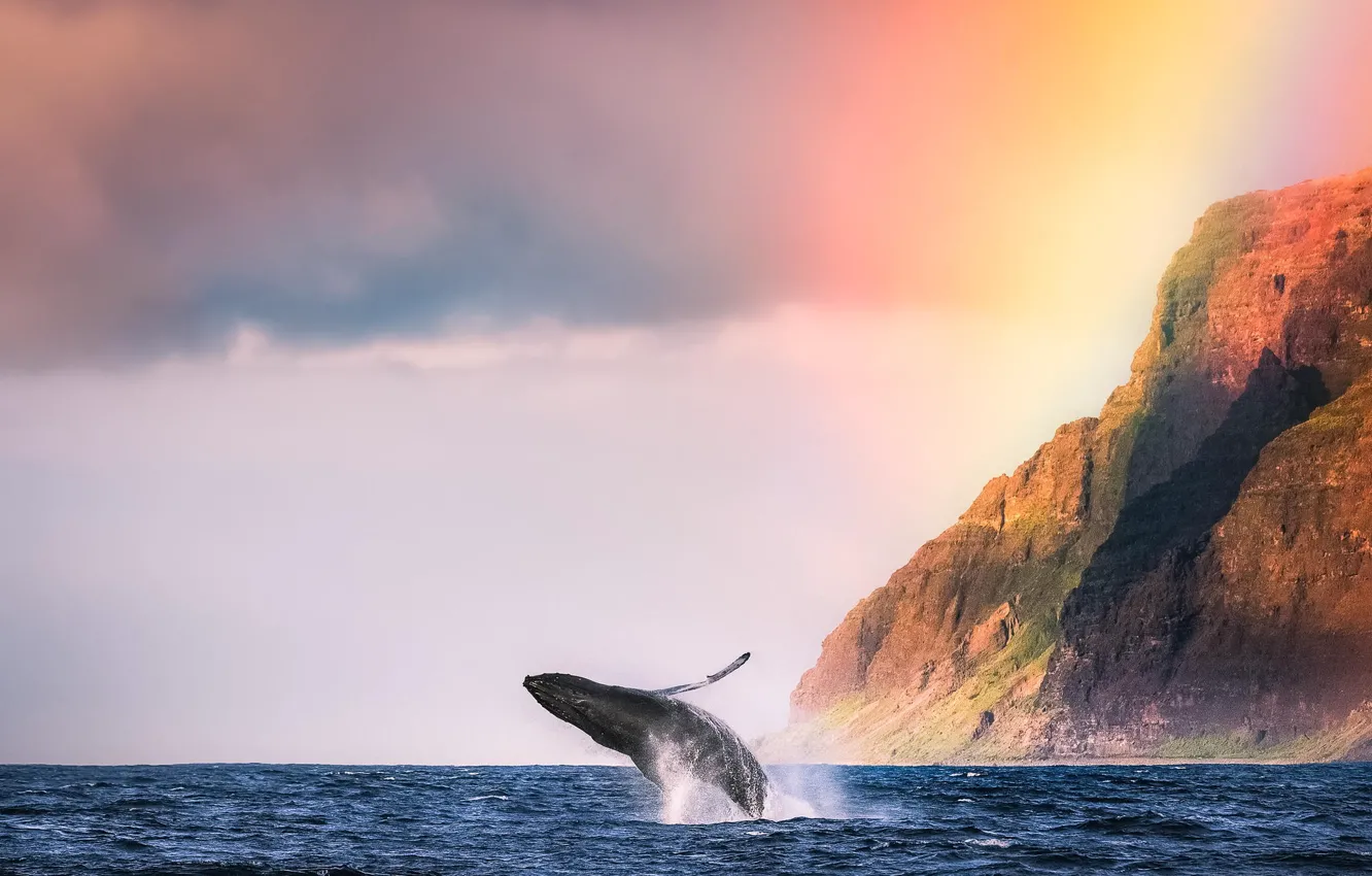 Фото обои горы, океан, животное, берег, кит