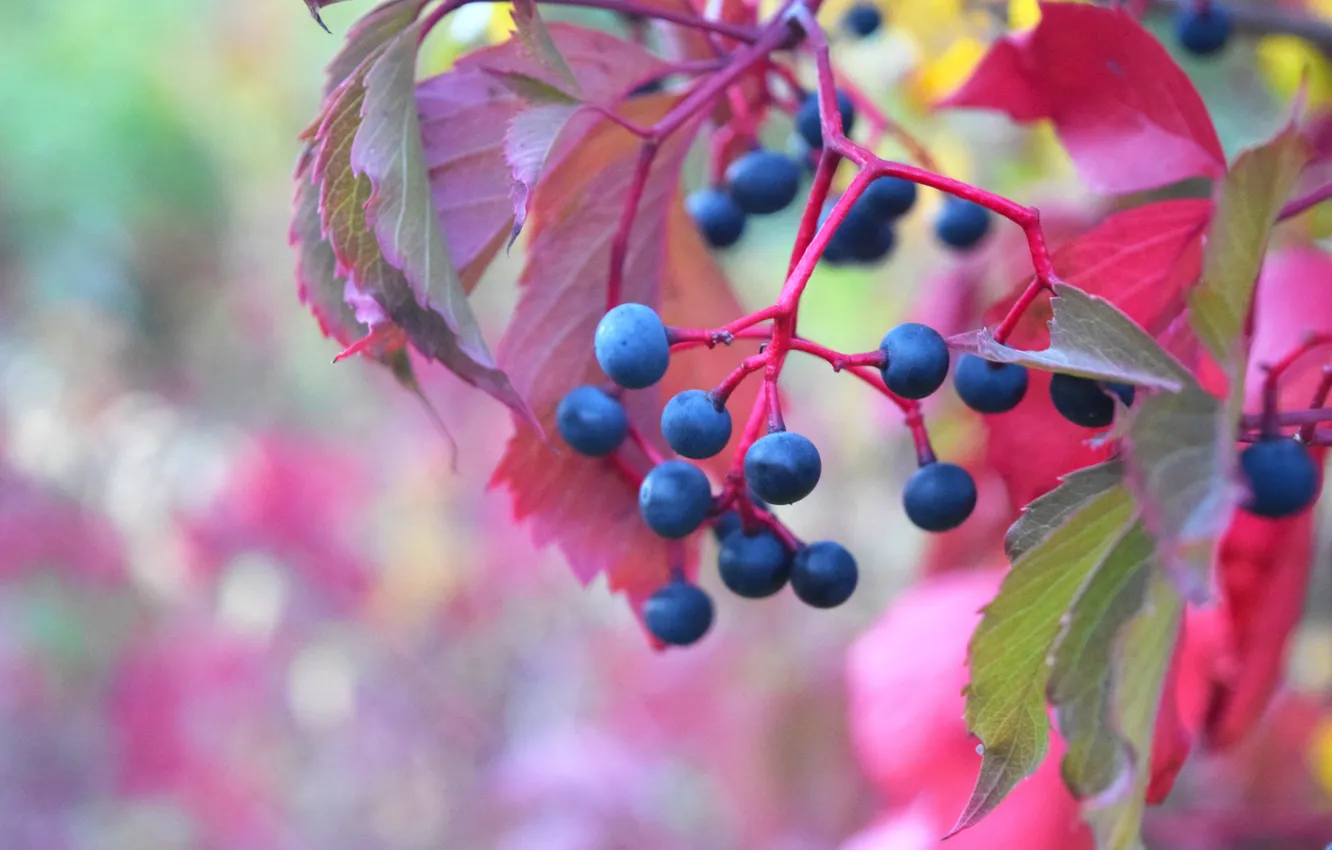 Фото обои осень, ягоды, виноград, красные листья