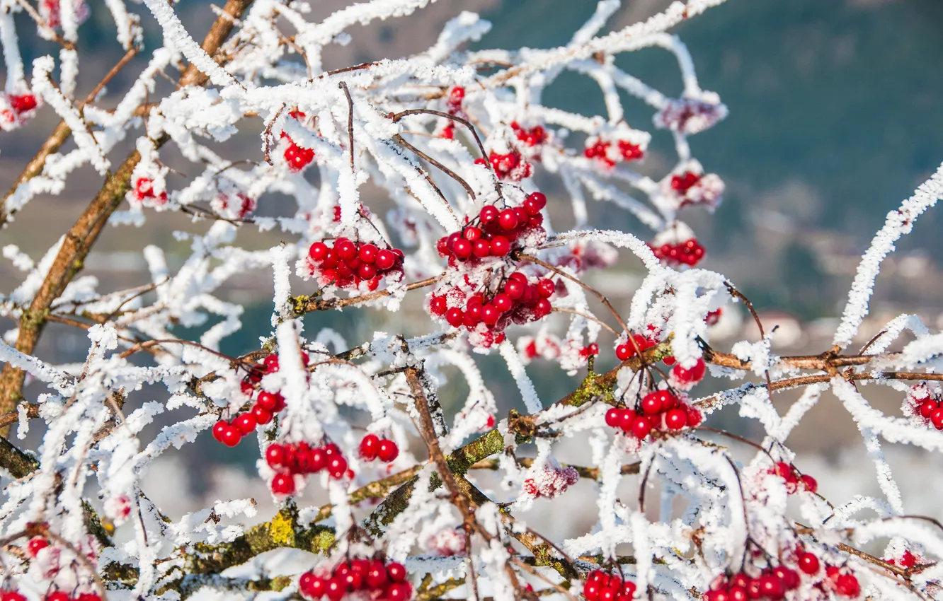 Фото обои зима, снег, ветки, природа, ягоды, красные