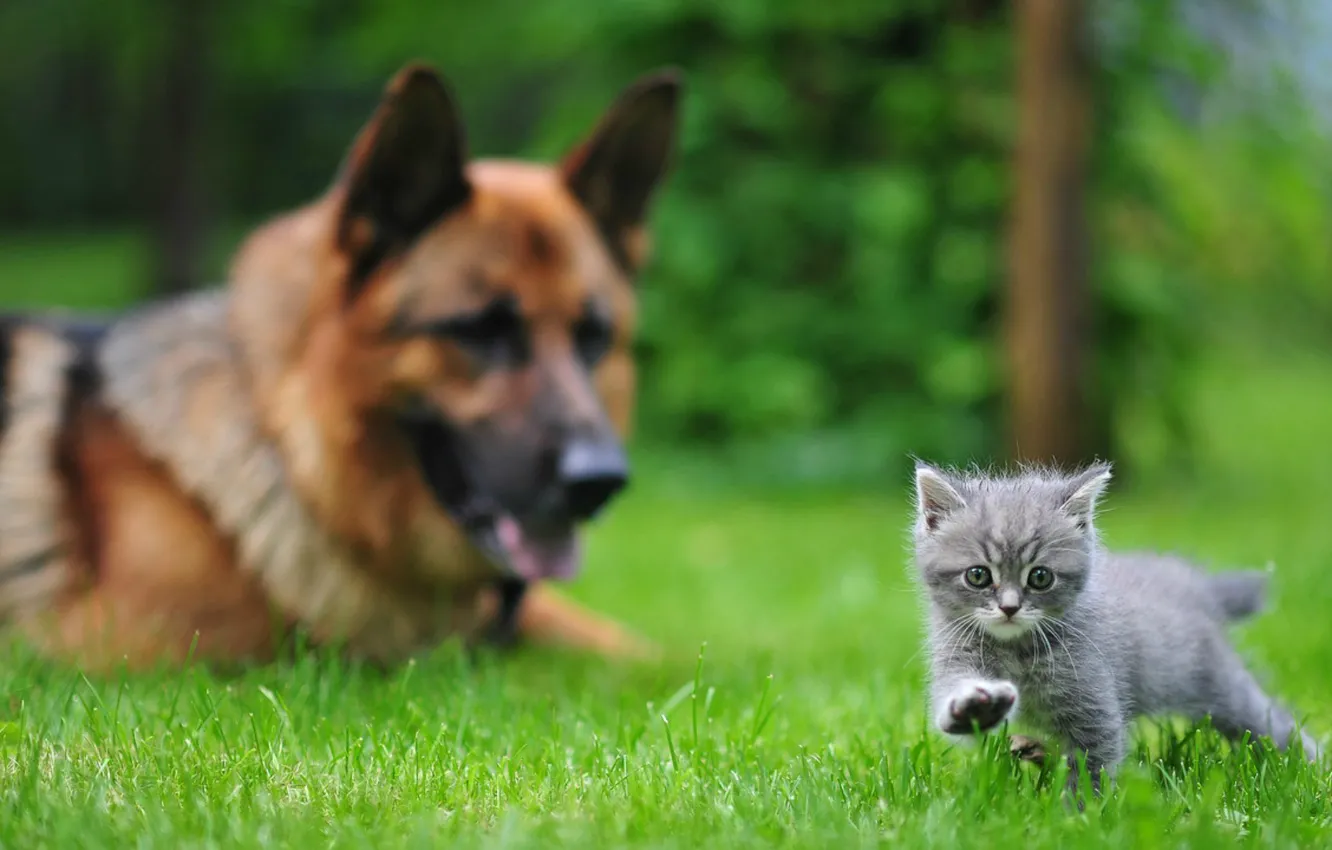 Фото обои трава, котенок, собака, Животные, авчарка