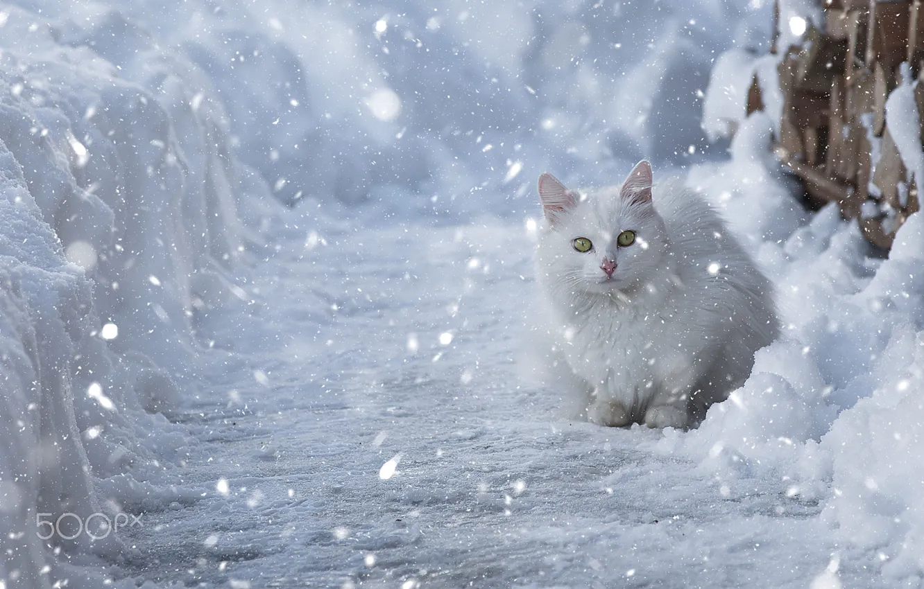 Фото обои зима, кошка, снег, белая