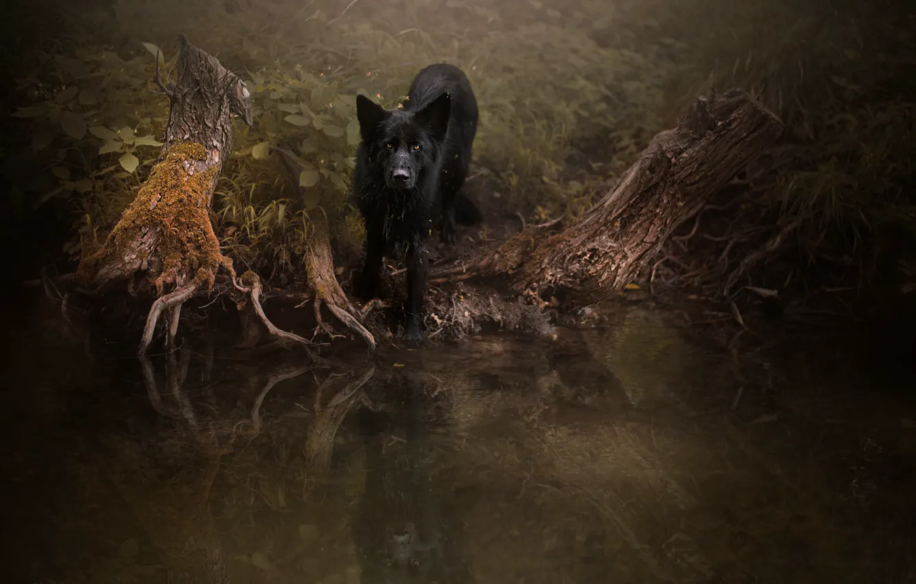 Фото обои лес, взгляд, корни, отражение, темный фон, заросли, собака, черная