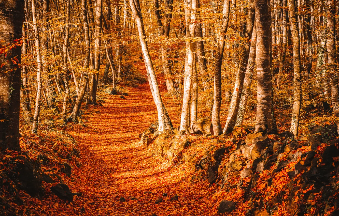 Фото обои дорога, осень, листья, деревья, парк, тропа, road, nature