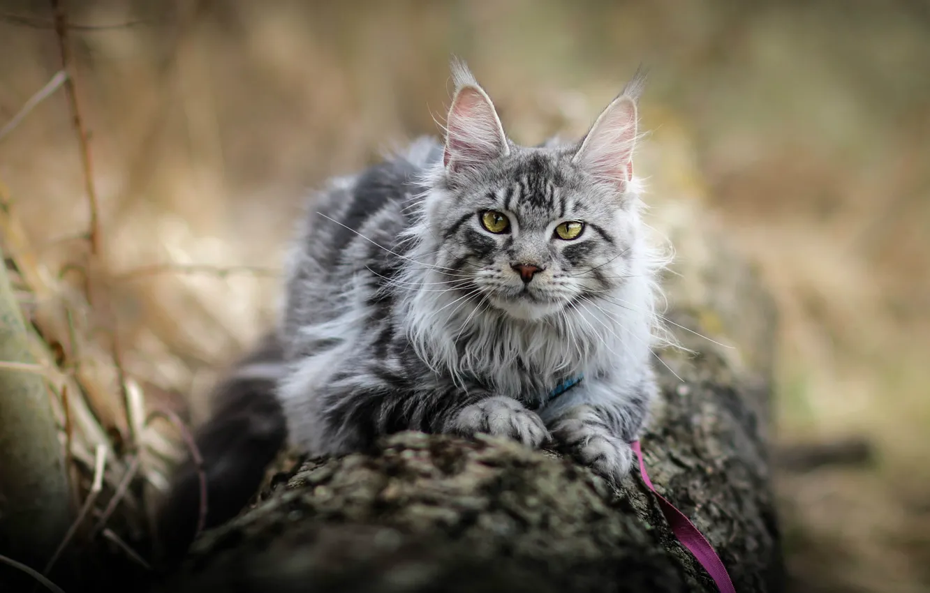 Фото обои кошка, кот, взгляд, поза, мордашка
