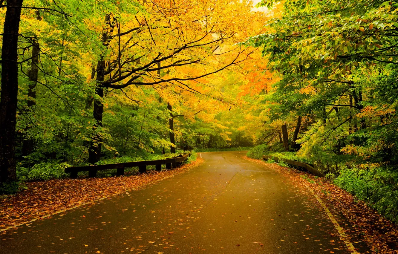 Фото обои дорога, осень, лес, листья, деревья, природа, colors, colorful