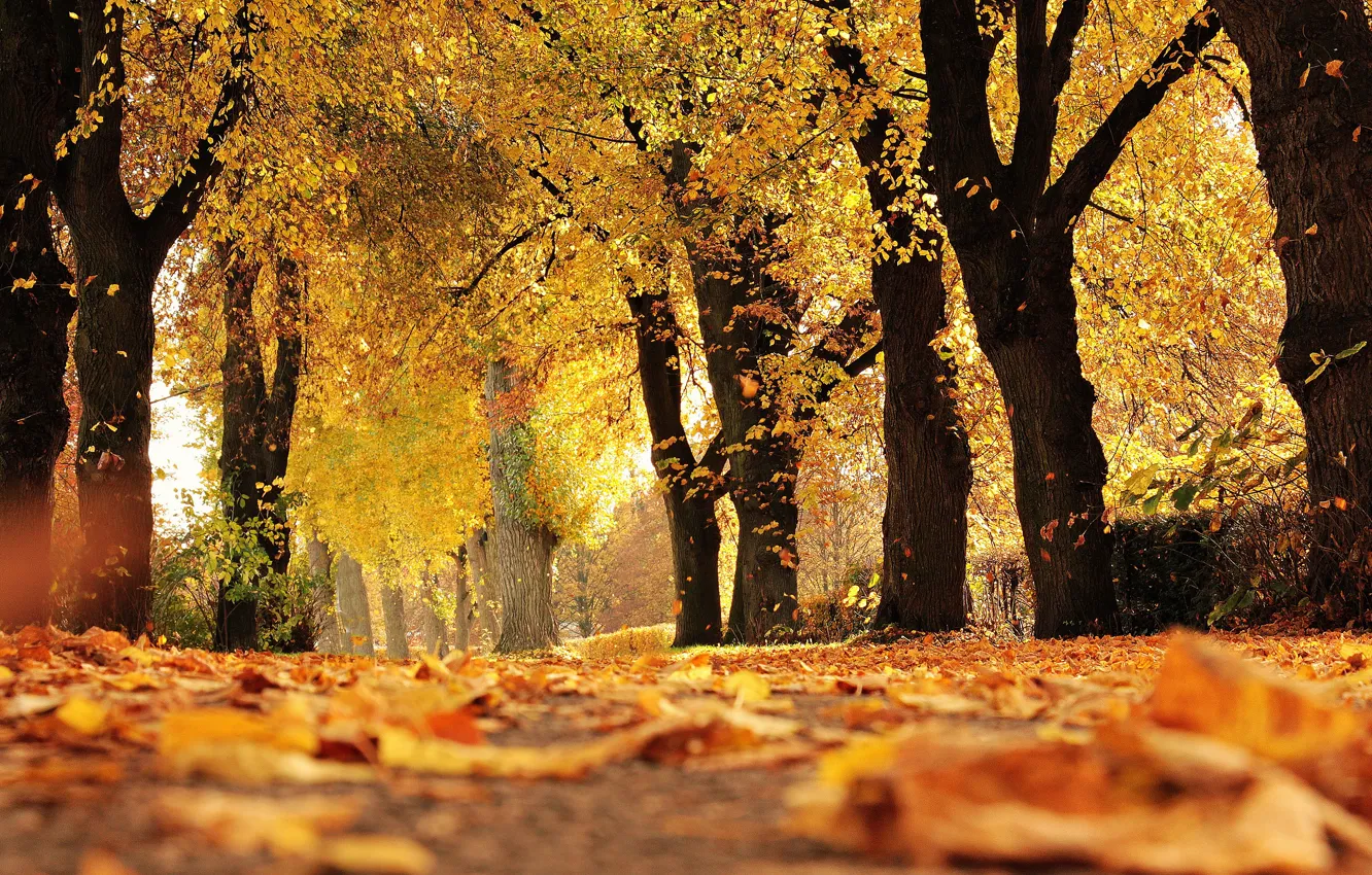 Фото обои осень, лес, деревья, парк, листва, аллея, листопад, осенние листья