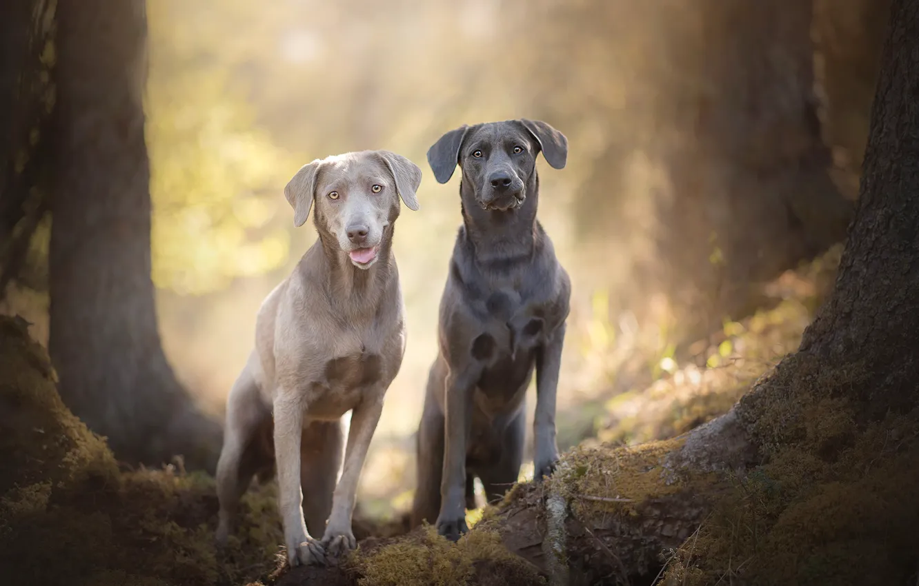 Фото обои боке, две собаки, Silver Labradors