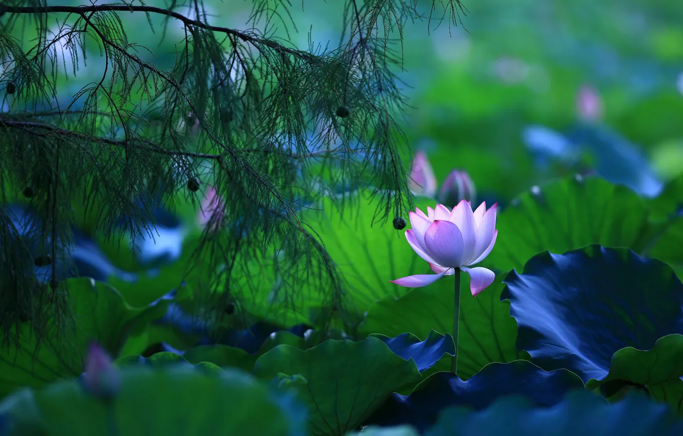 Фото обои зелень, цветок, листья, свет, цветы, ветки, синий, природа