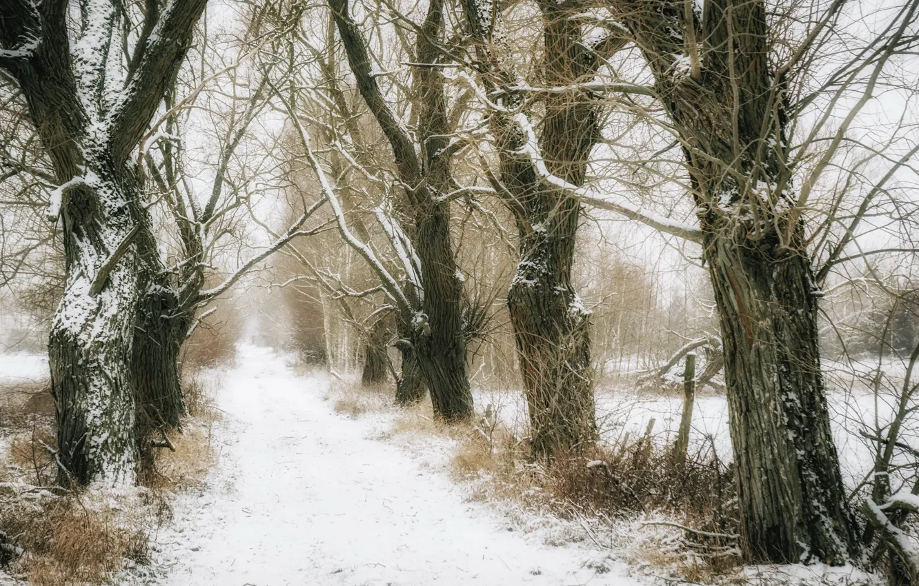 Фото обои зима, дорога, деревья